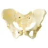 ADULT FEMALE PELVIS